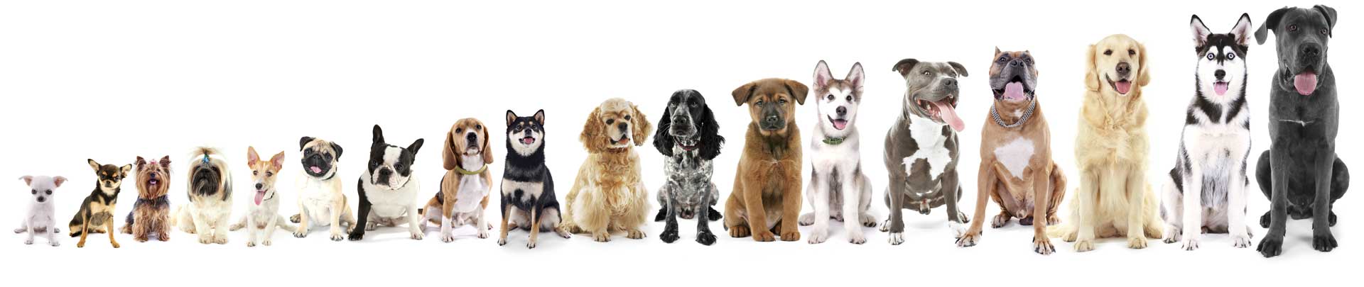 chiens de race rangés par taille