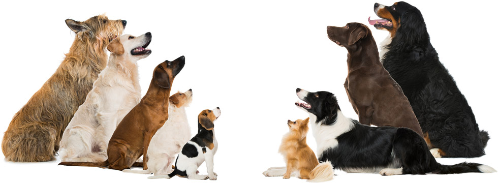 chiens de race regardant en l'air